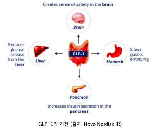 당뇨치료제로 처음 쓰였던 'glp-1'의 기전을 보여주는 이미지.